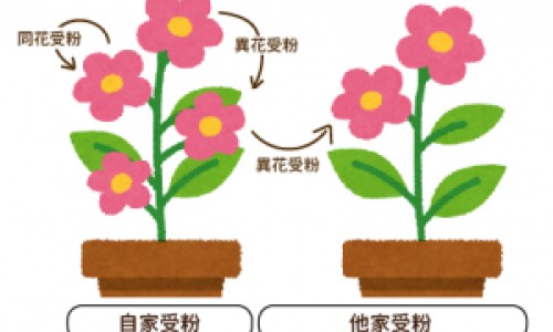 老黄姜和姜黄有区别么视频-权威老黄姜和小黄姜的区别平台,分享专业老黄姜好还是小黄姜好知识_老黄姜和姜黄有区别么网
